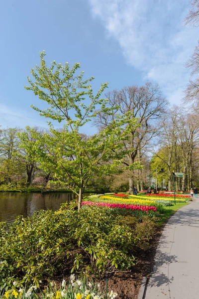 Jardín Con Árboles Flores Tulipanes Florecientes Países Bajos — Foto de Stock