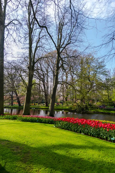 Pěstování Jarních Květin Tulipány Parku Řekou Stromy — Stock fotografie