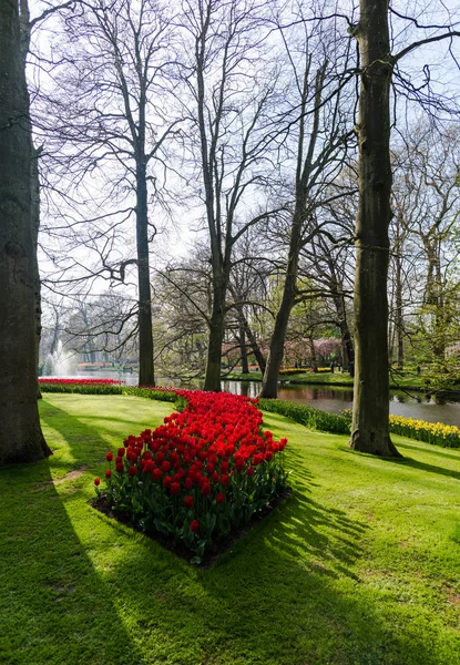 Pěstování Jarních Květin Tulipány Parku Řekou Stromy — Stock fotografie