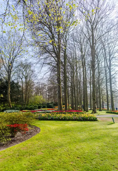 Cultivando Flores Tulipanes Primavera Jardín Parque — Foto de Stock