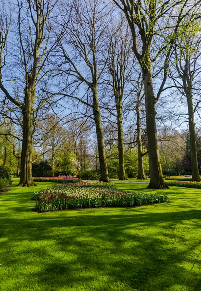 Jardín Con Árboles Flores Tulipanes Florecientes Países Bajos — Foto de Stock