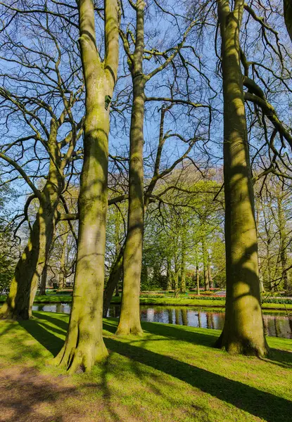 Vår Park Med Gröna Träd Och Buskar — Stockfoto