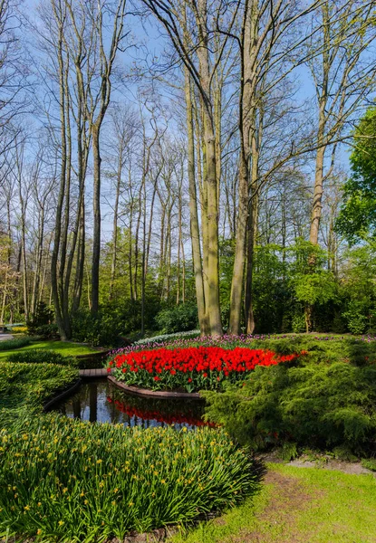 Jardín Con Árboles Flores Tulipanes Florecientes Países Bajos — Foto de Stock