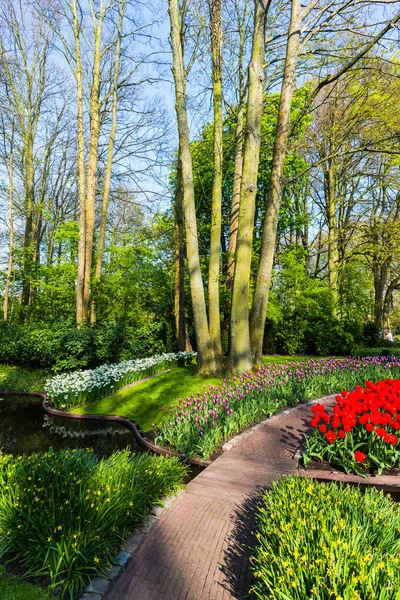 Jardín Con Árboles Flores Tulipanes Florecientes Países Bajos — Foto de Stock