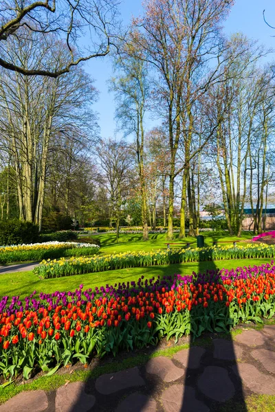 Jardín Con Árboles Flores Tulipanes Florecientes Países Bajos — Foto de Stock