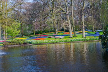 Ağaçlar ve çiçek açan laleler ile Bahçe, Hollanda.
