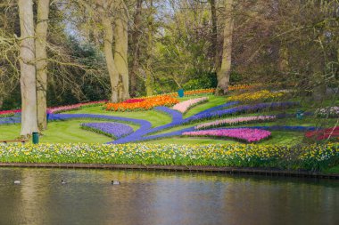 Ağaçlar ve çiçek açan laleler ile Bahçe, Hollanda.