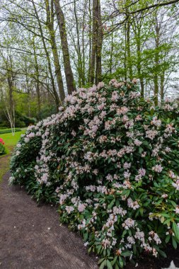 Yeşil ağaçlar ve çalılar ile Bahar parkı