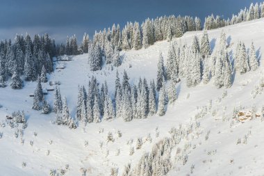 çam ağaçları kış dağlarda kar kaplı 