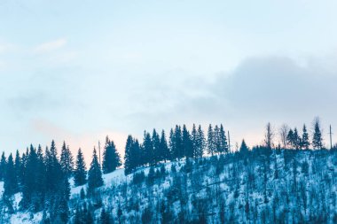 Karpat Dağları ağaçların kış sezonu 