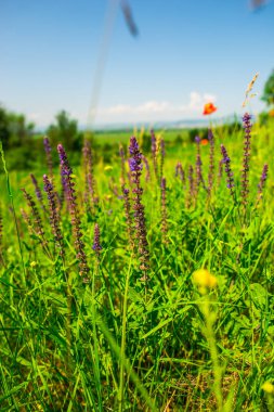Bulanık doğal arka plandaki çiçeklerin yakın görünümü.