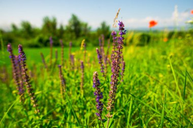 Bulanık doğal arka plandaki çiçeklerin yakın görünümü.