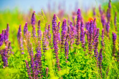 Bulanık doğal arka plandaki çiçeklerin yakın görünümü.
