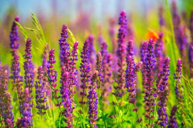 Bulanık doğal arka plandaki çiçeklerin yakın görünümü.