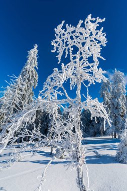 Kış dağlar karlı köknar ağaçları, iğne yapraklı orman ile doğal arka plan ile.