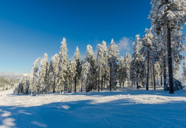 Kış dağlar karlı köknar ağaçları, iğne yapraklı orman ile doğal arka plan ile.