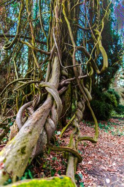 Sonbahar ormanının detayları, doğal arka plan.