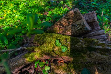 Bahar ormanının detayları, doğal arka plan.