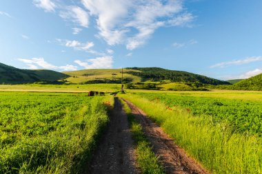 Araba lastikleri izi ile yeşil alan