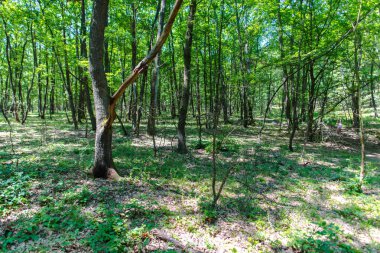 Bahar ormanının detayları, doğal arka plan.