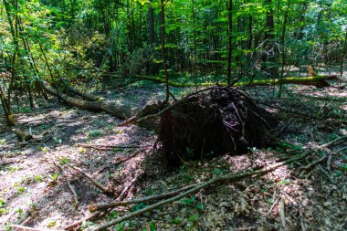 Bahar ormanının detayları, doğal arka plan.