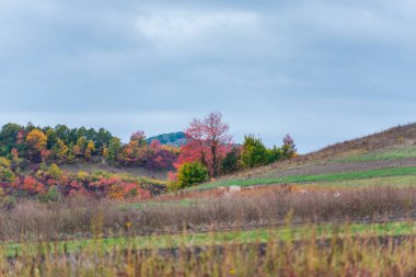 Autumnal hills with colourful trees
