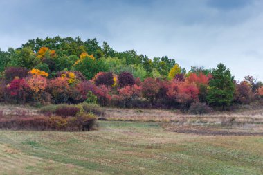 Autumnal hills with colourful trees