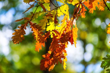 Bulanık arka planda ormanda renkli yapraklar