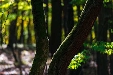 Ormanın ayrıntıları, doğal arka plan.