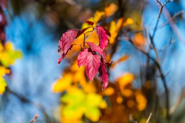 Ormanın ayrıntıları, doğal arka plan.
