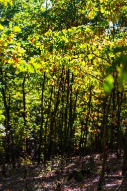 Ormanın ayrıntıları, doğal arka plan.