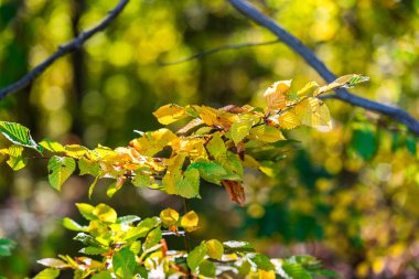 Ormanın ayrıntıları, doğal arka plan.