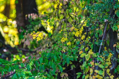 Ormanın ayrıntıları, doğal arka plan.