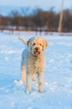 Çekim fino köpeği yavru köpek karda duran tam uzunlukta