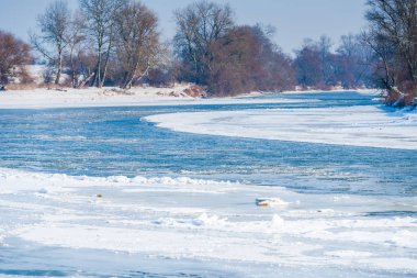 Kış ormanının detayları, doğal arka plan.