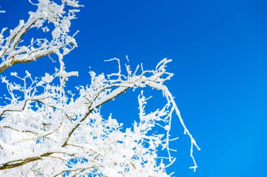 ağaç dalları mavi gökyüzü karşı donmuş kar kaplı 