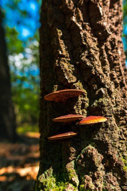 Ormanın ayrıntıları, doğal arka plan.