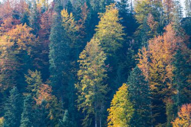 Sonbahar ağaçlar, doğal arka plan renkli parlak.