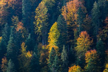 Sonbahar ağaçlar, doğal arka plan renkli parlak.
