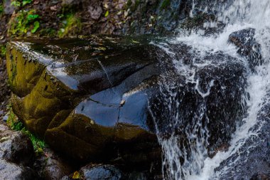 Bahar ormanının detayları, doğal arka plan.