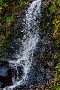 Bahar ormanının detayları, doğal arka plan.