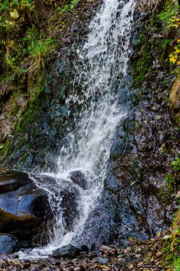 Bahar ormanının detayları, doğal arka plan.