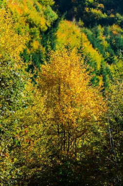 Sonbahar ağaçlar, doğal arka plan renkli parlak.