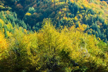 Sonbahar ağaçlar, doğal arka plan renkli parlak.