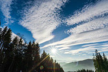 Karpat Dağları ağaçlarda  