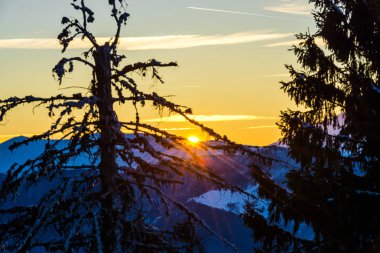 görkemli günbatımı gökyüzü ve ağaçlar 