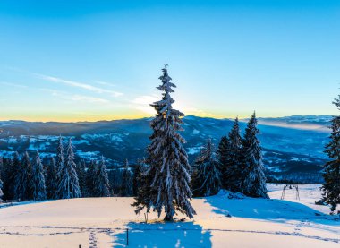 Kış mevsiminde karla kaplı ağaçlar