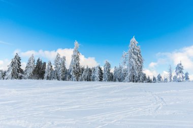 Kış dağlar karlı köknar ağaçları ile