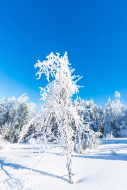 Kış dağlar karlı köknar ağaçları ile