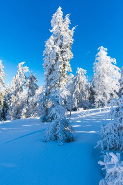 Kış dağlar karlı köknar ağaçları ile